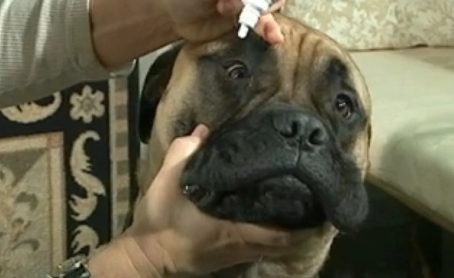 A person administering eye drops to a dog